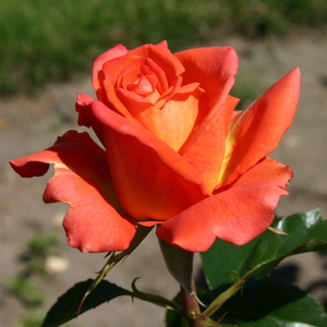 Pоза Танакином - оранжев - Чайно хибридни рози 